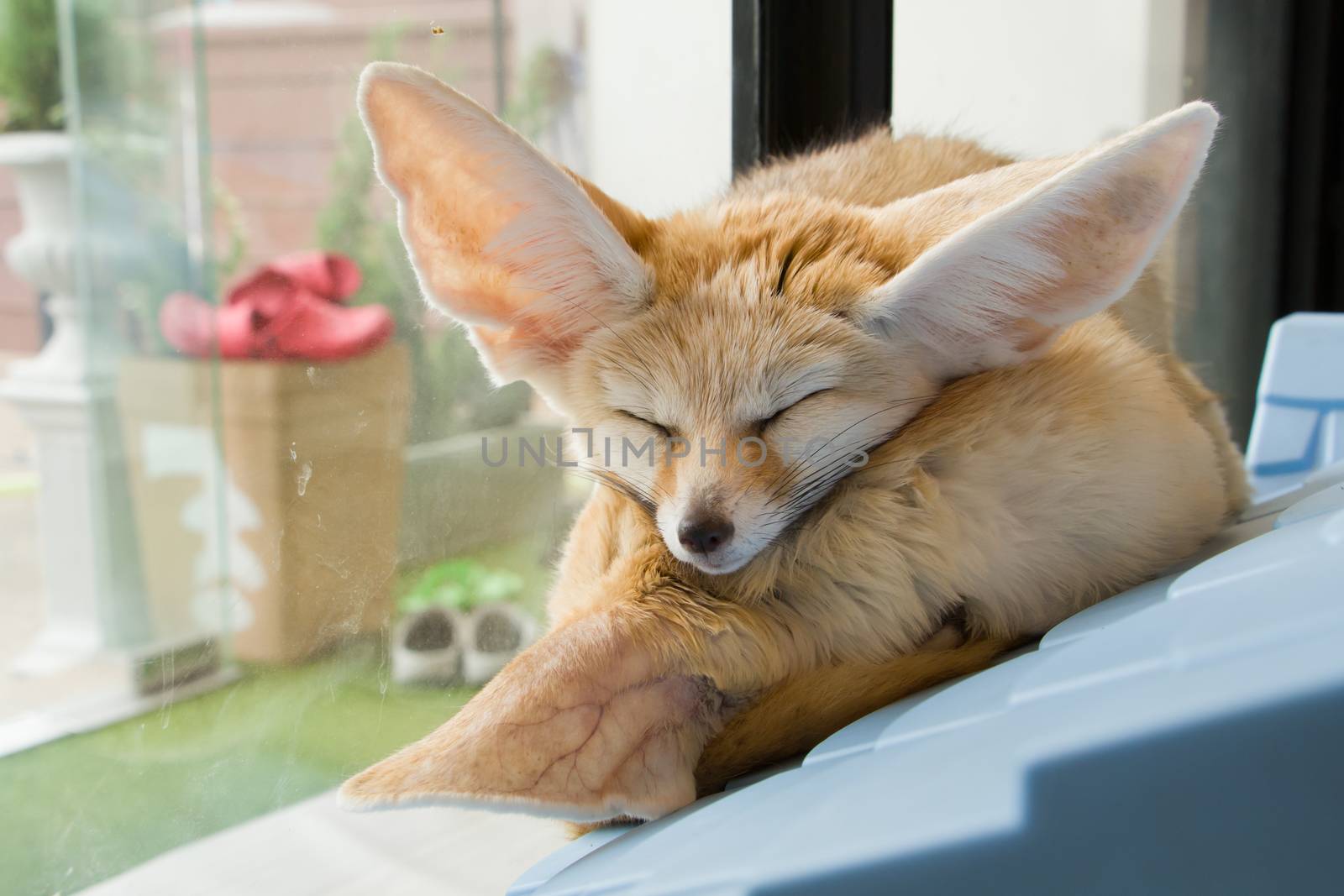 Fennec Fox sleep together in the room