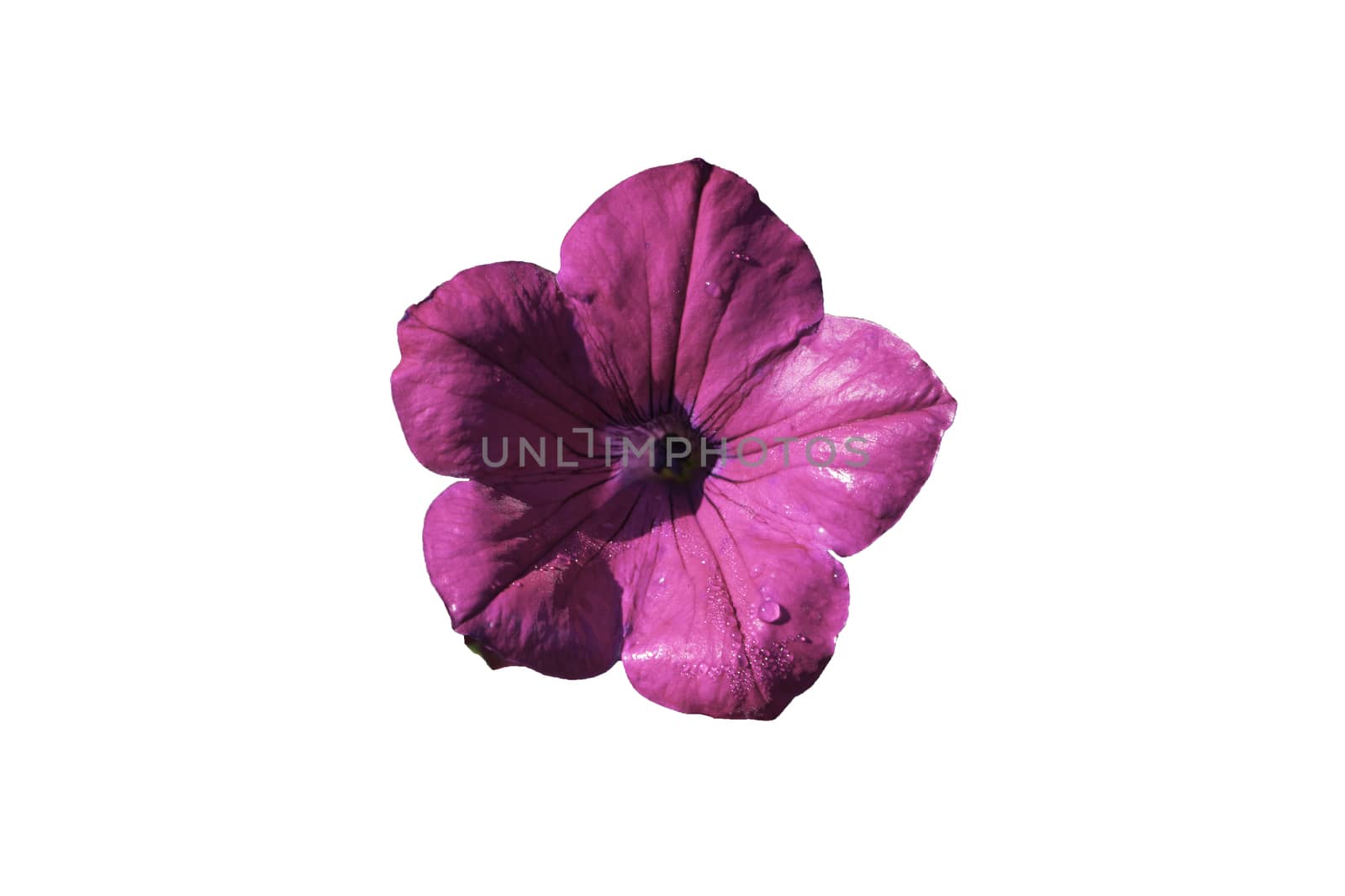 Purple Pitunia Isolate on white background