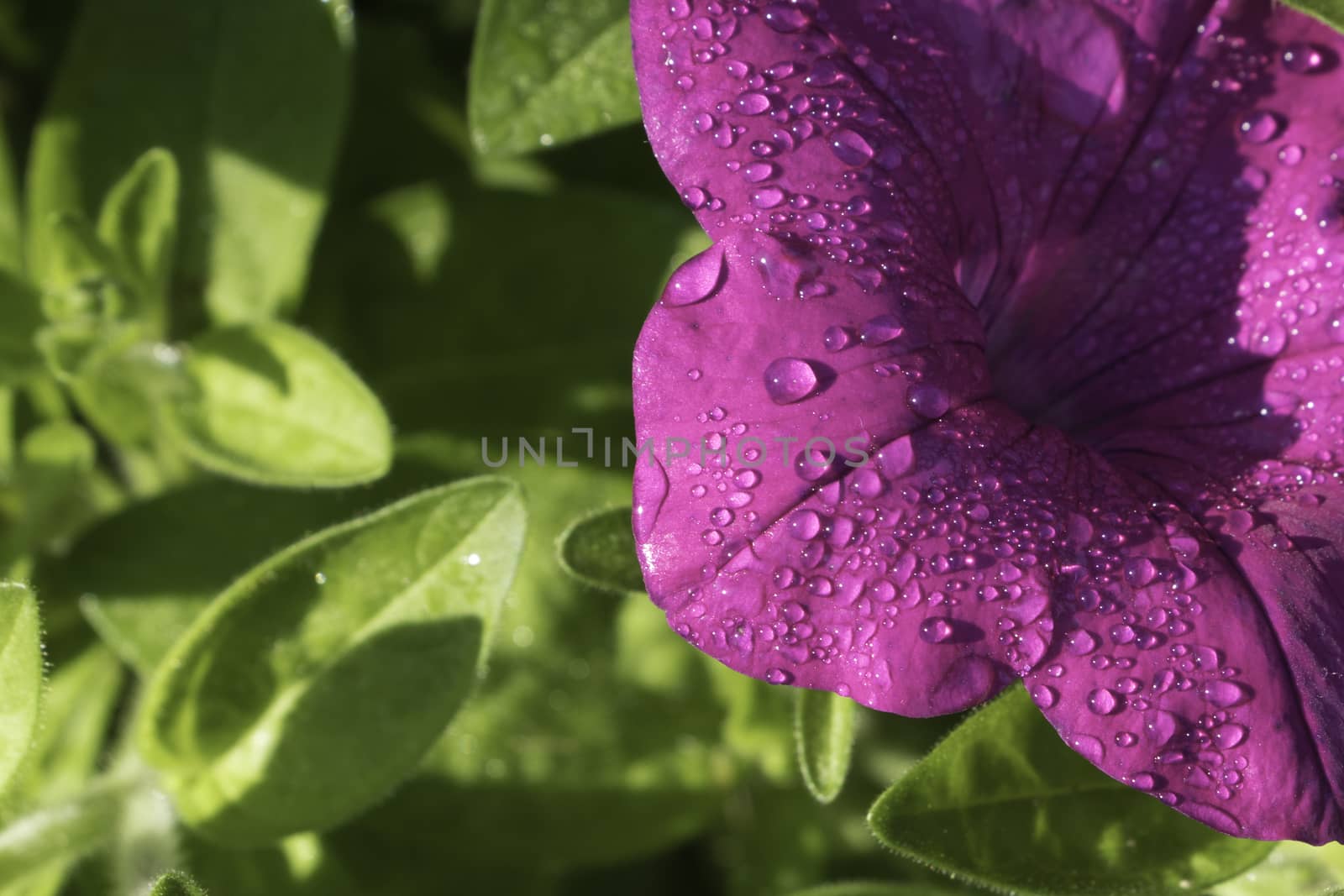 Dew Drop On Purple Pitunia Petal