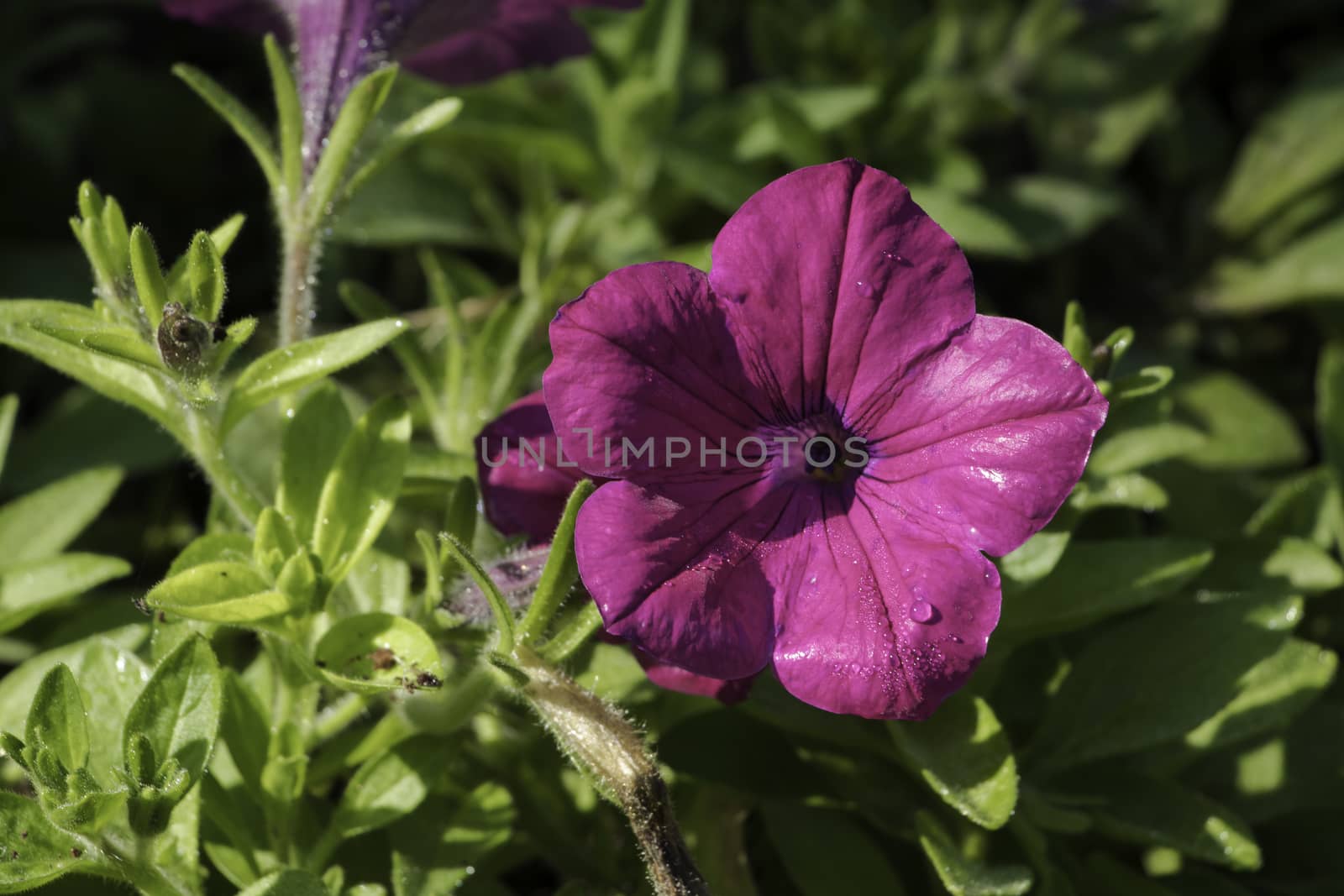 Close up on Purple Pitunia at the garden