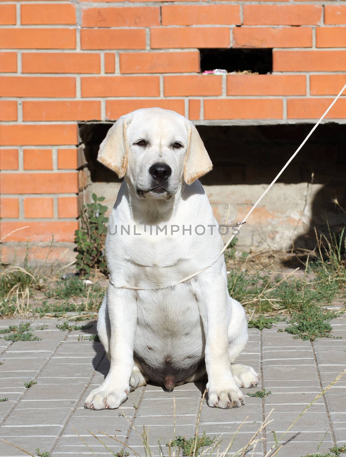 a yellow labrador sitting in the park