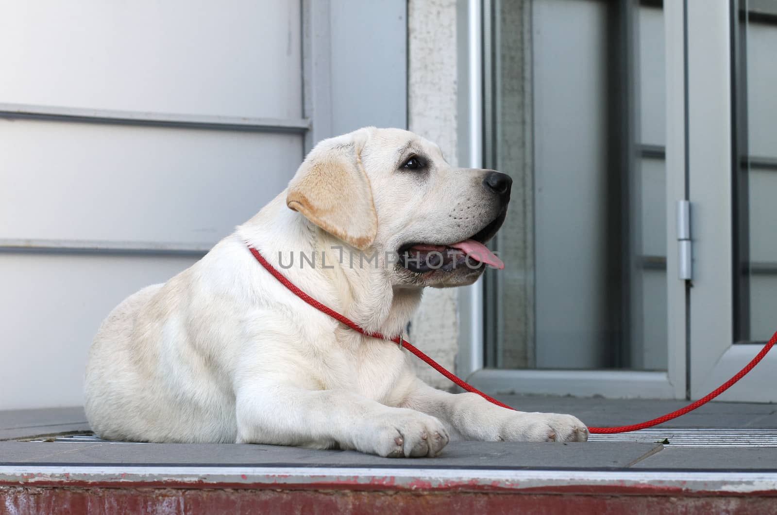 the yellow labrador sitting in the park