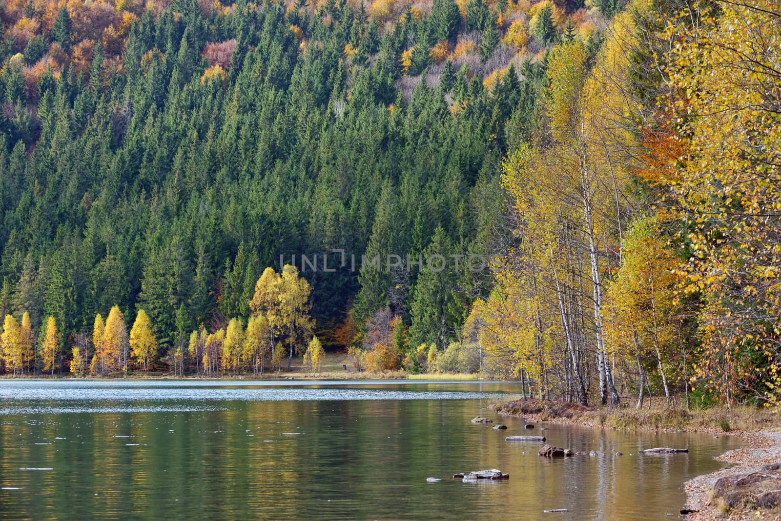 Autumn with the yellow foliage, reflected in Lake Saint Ann