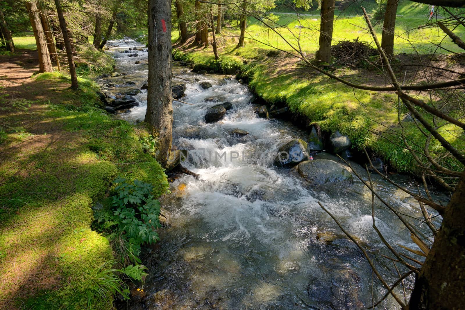 The mountain river in the romanian forest