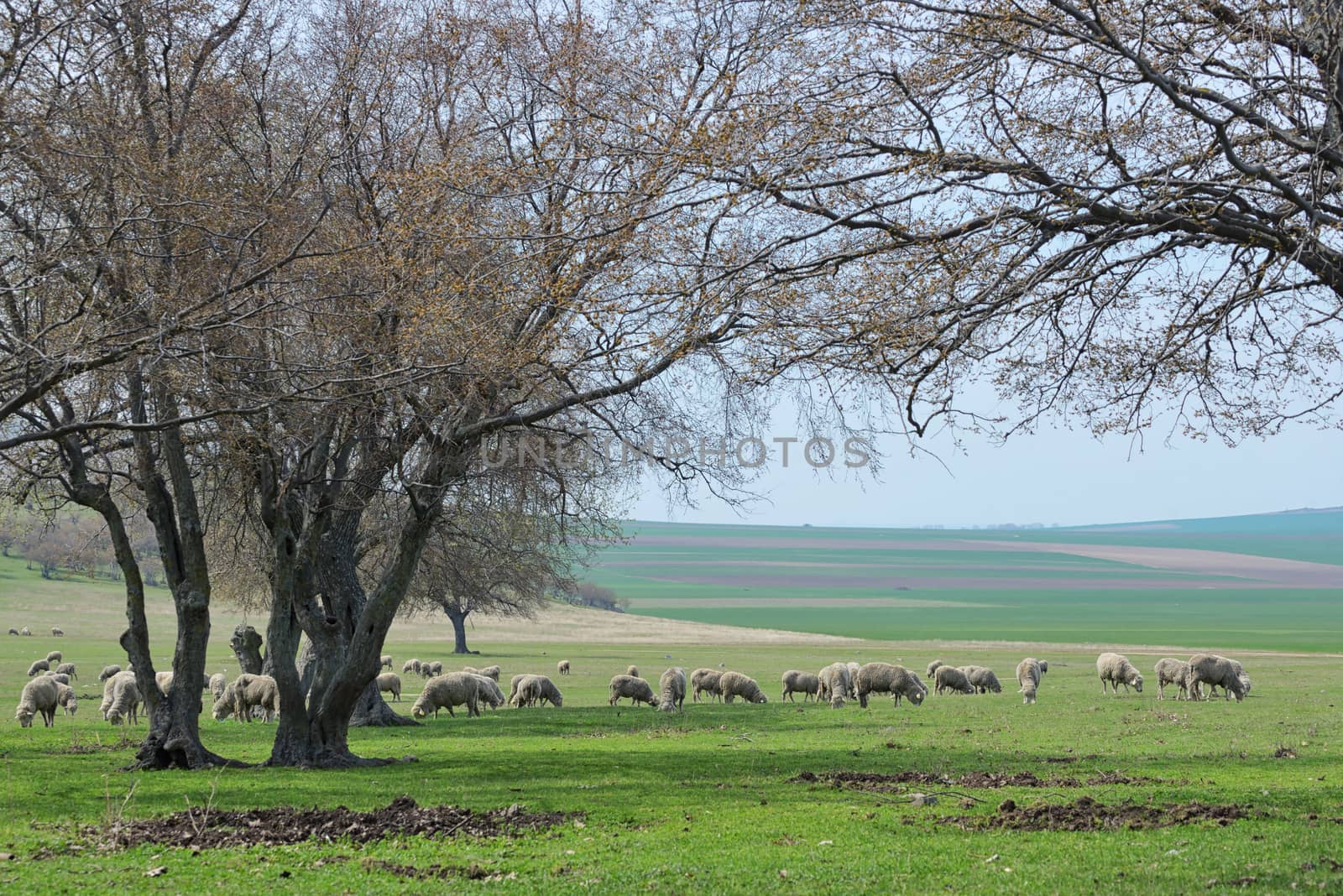 Flock of sheep in spring time by mady70