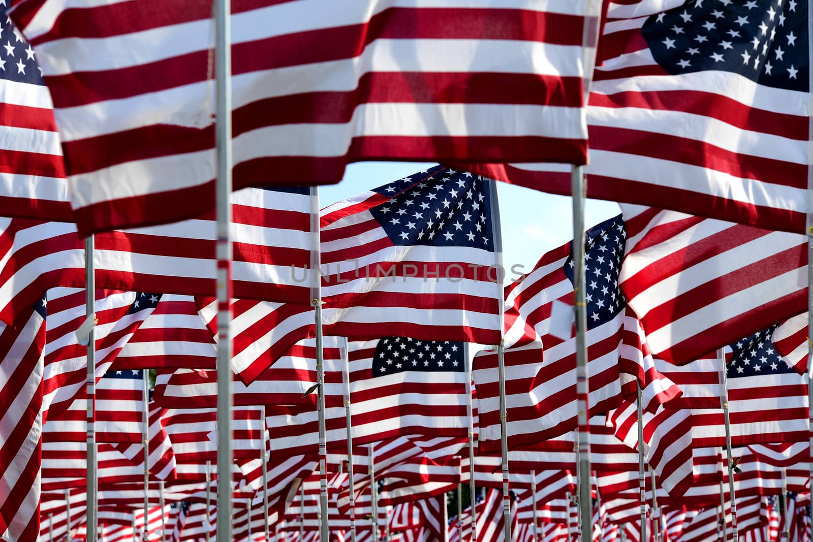 A field of American flags.