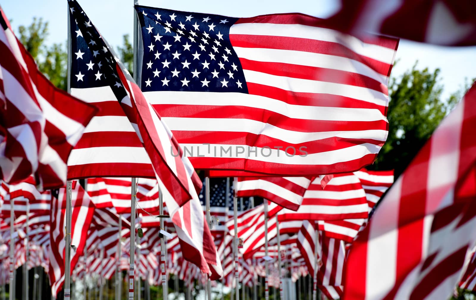 A field of American flags.