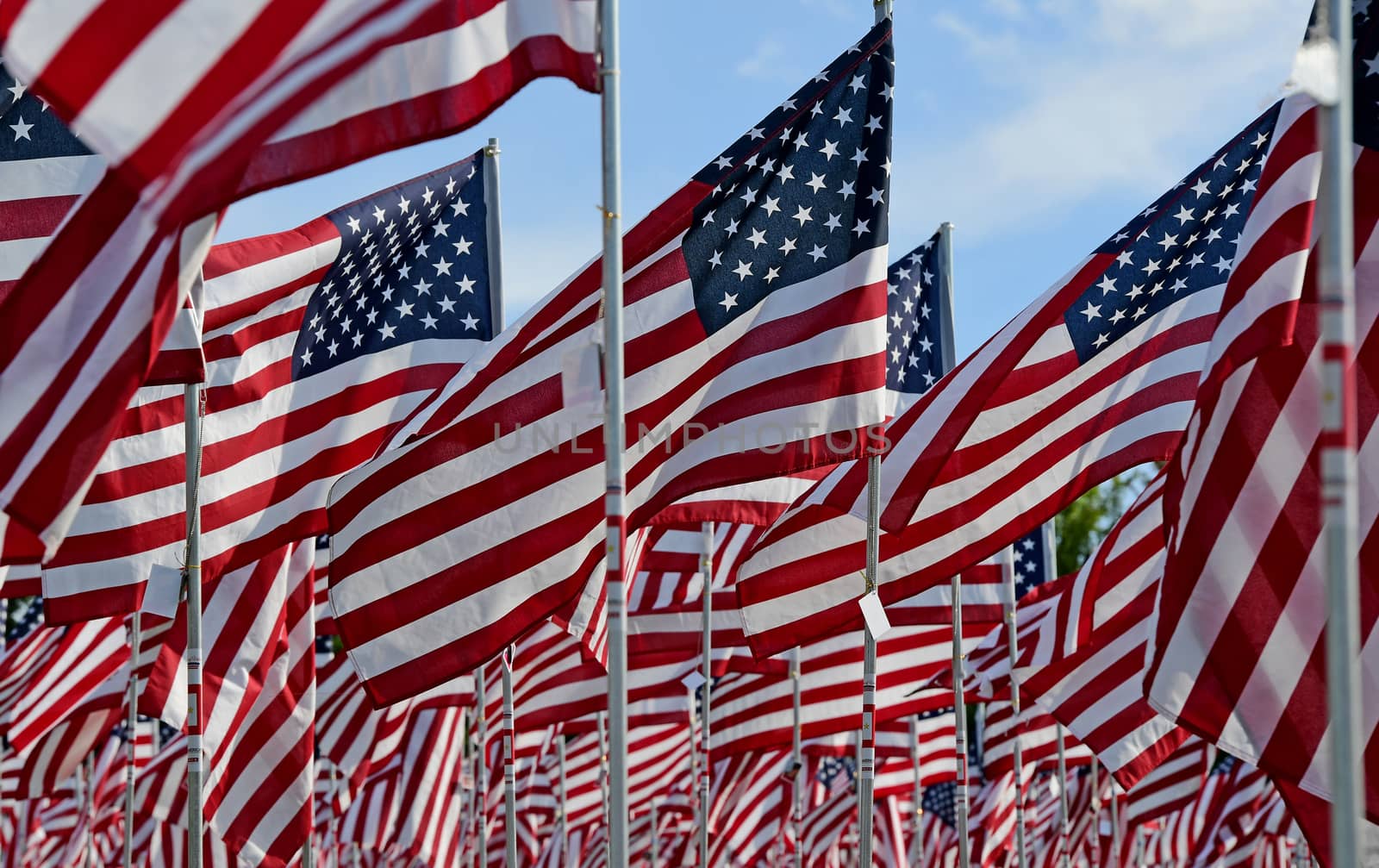 A field of American flags.