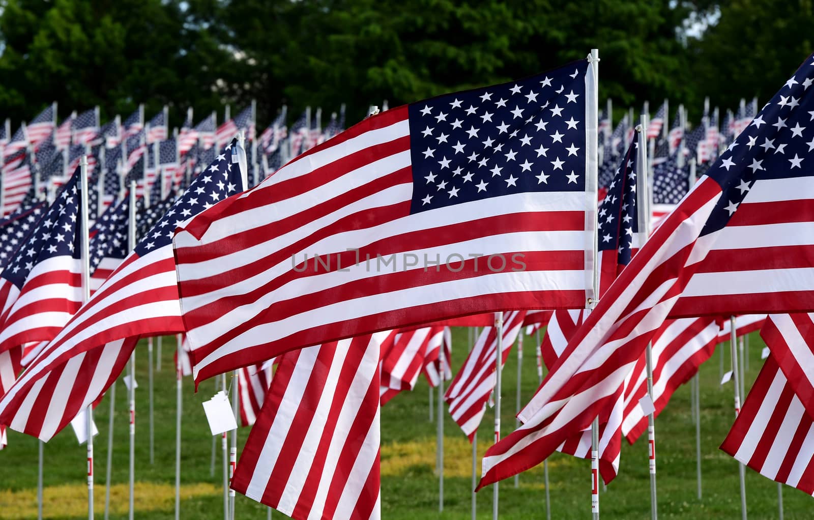 A field of American flags.