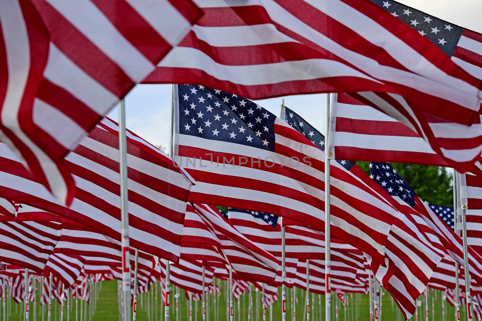 A field of American flags.