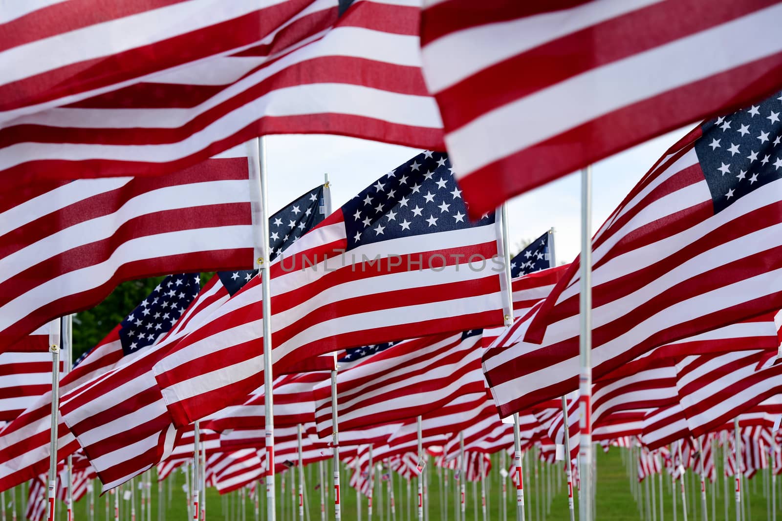 A field of American flags.