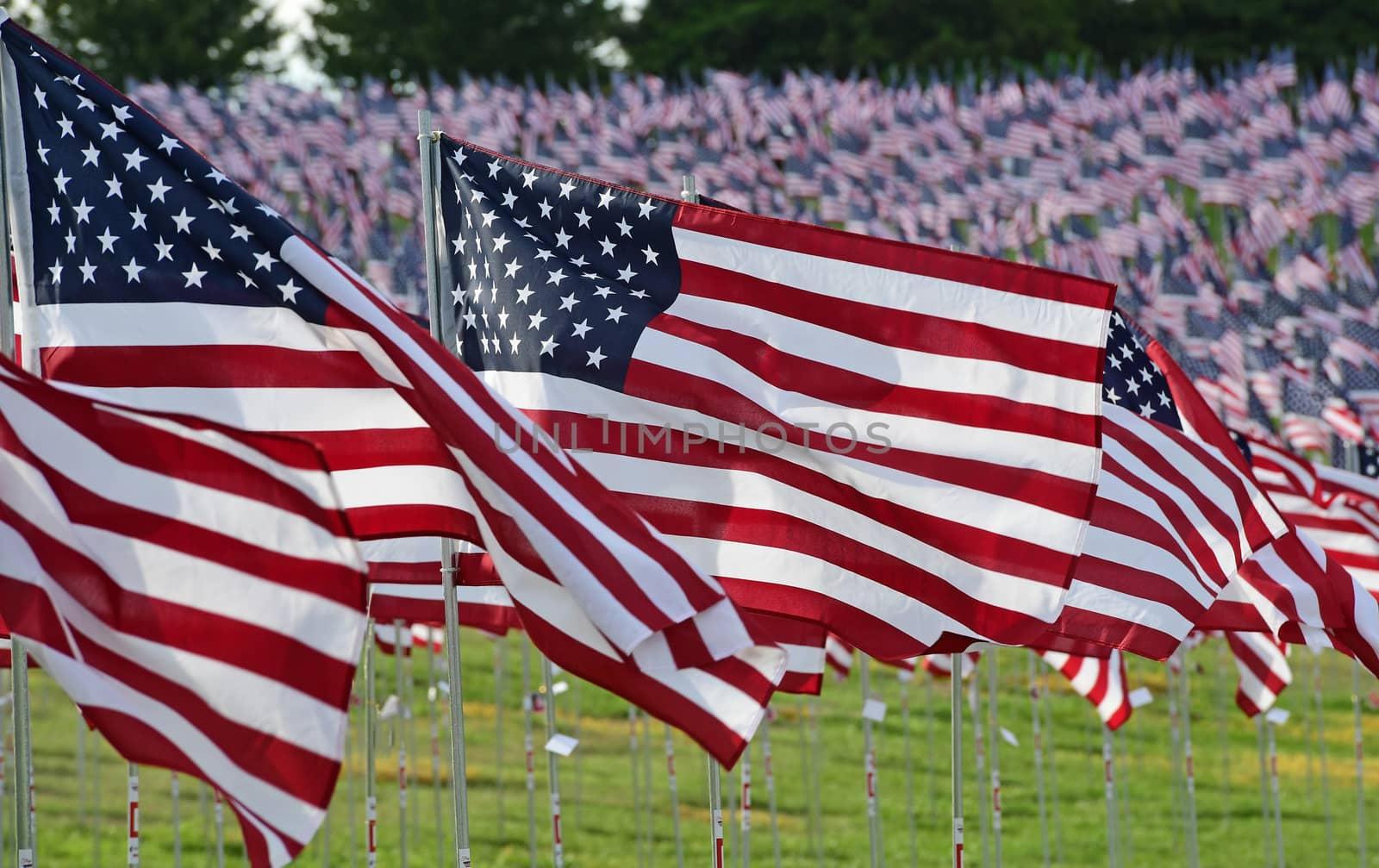 American Flags by jbyard22
