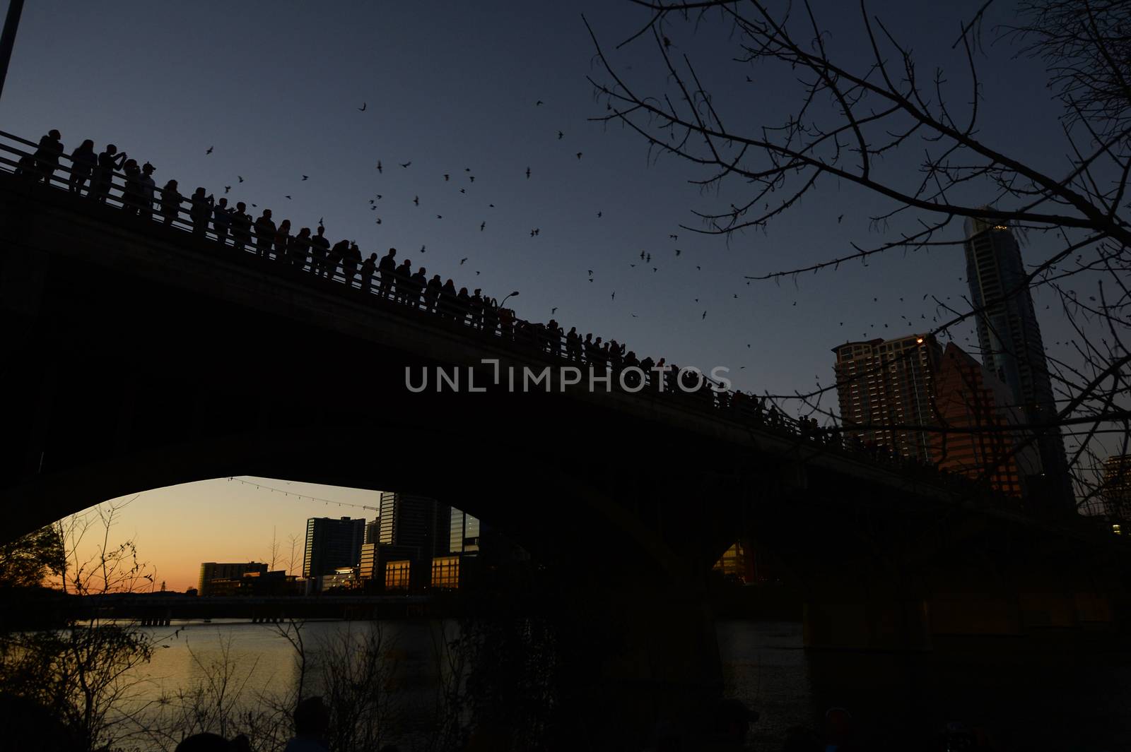 Bats flying by the Congress Street Bridge in Austin, Texas.