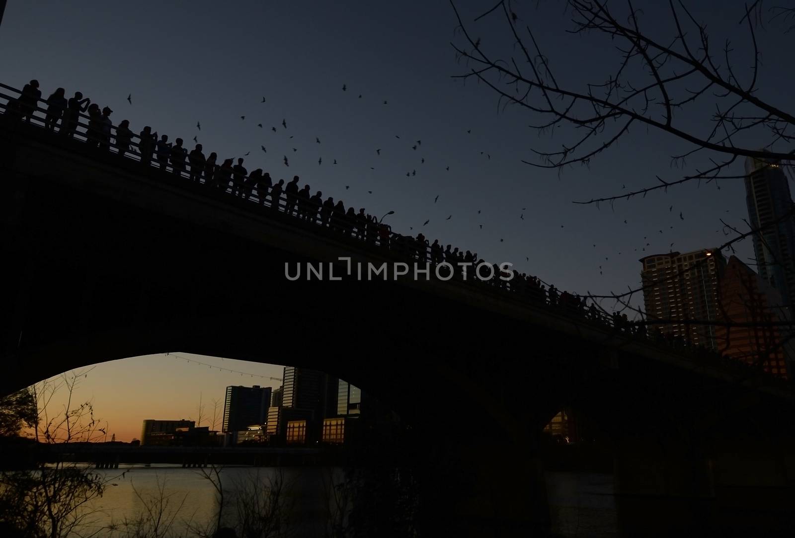 Austin, Texas bats by jbyard22