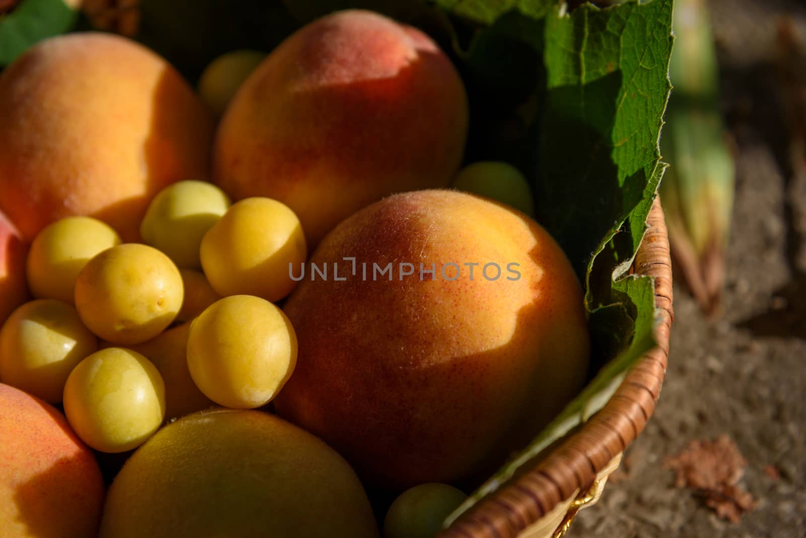 Juicy peaches and cherry plums lie in a basket closeup in sunset