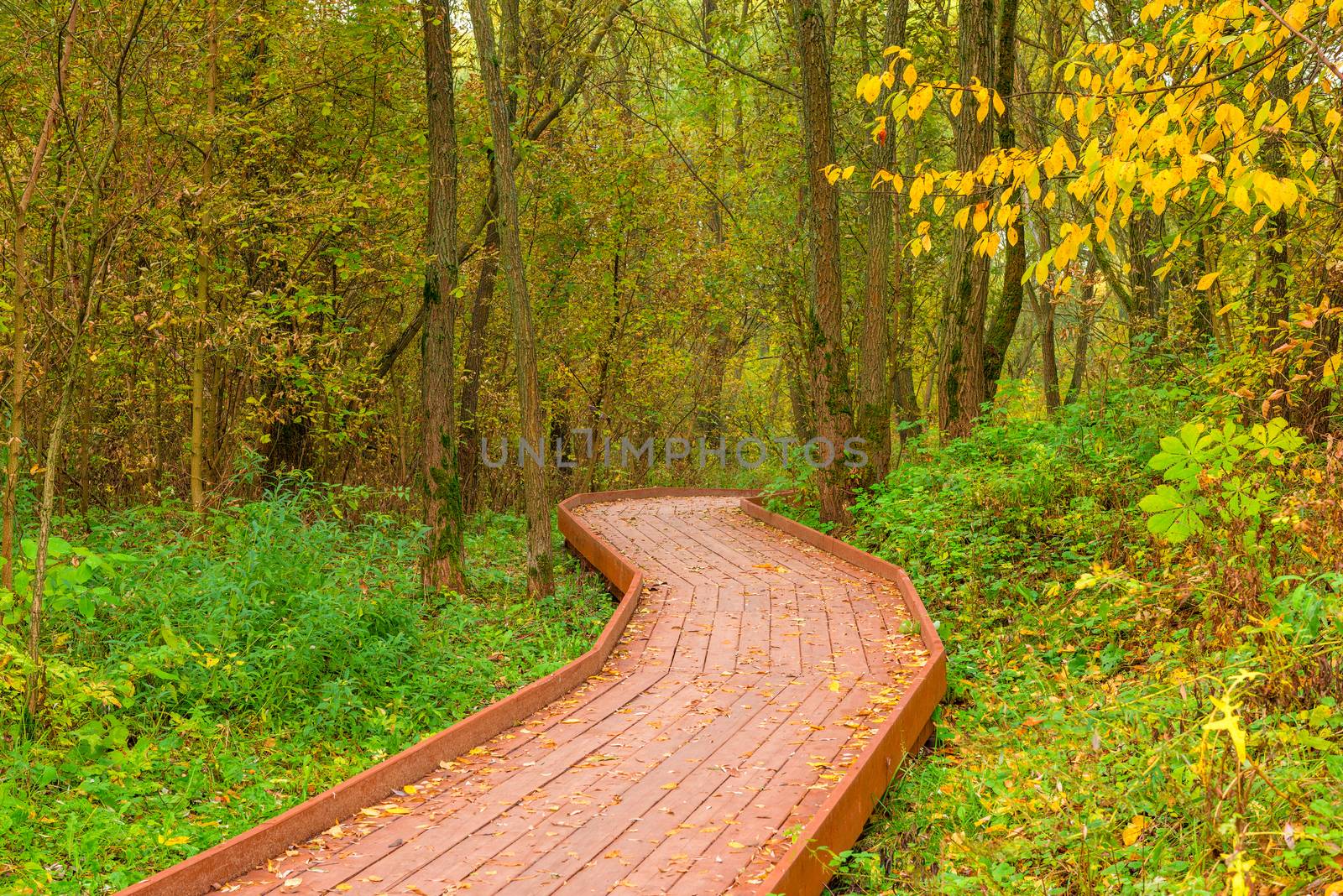 autumn landscape, wooden flooring in the park covered with fallen leaves