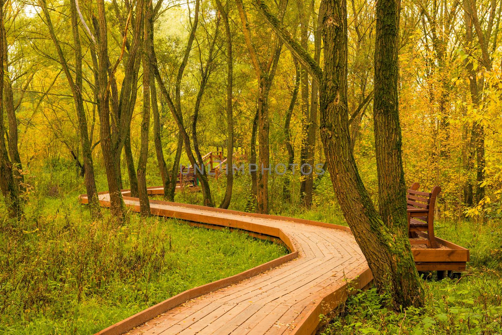 empty autumnal beautiful park with wooden flooring