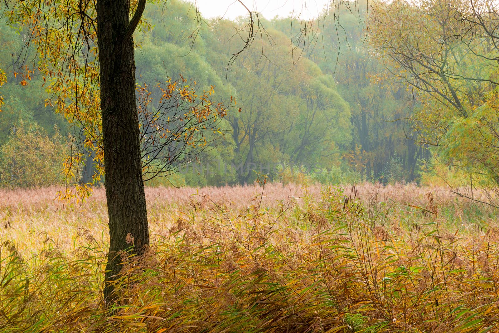 High grass at the edge of the autumn forest on a cloudy day