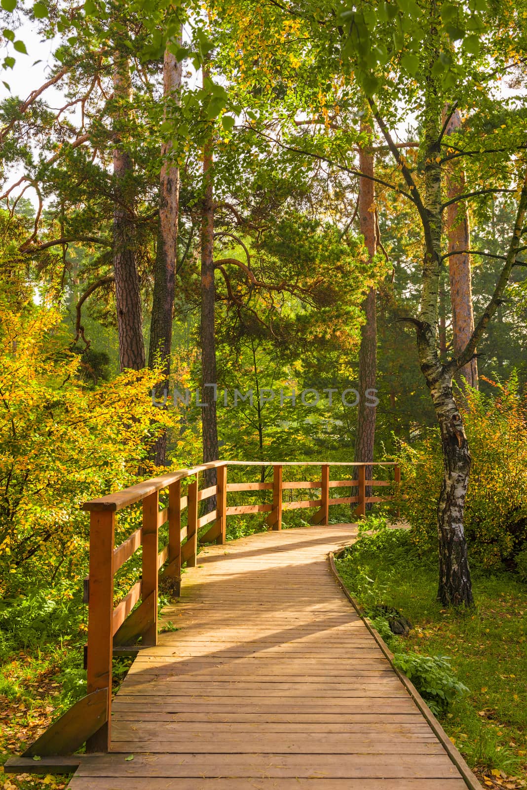 A wooden trail in an autumn park on a sunny October day by kosmsos111