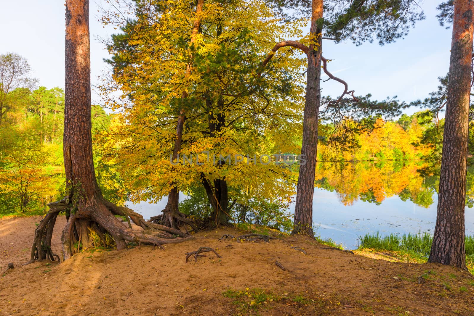 Park autumn landscape, trees on the shore of a picturesque lake by kosmsos111