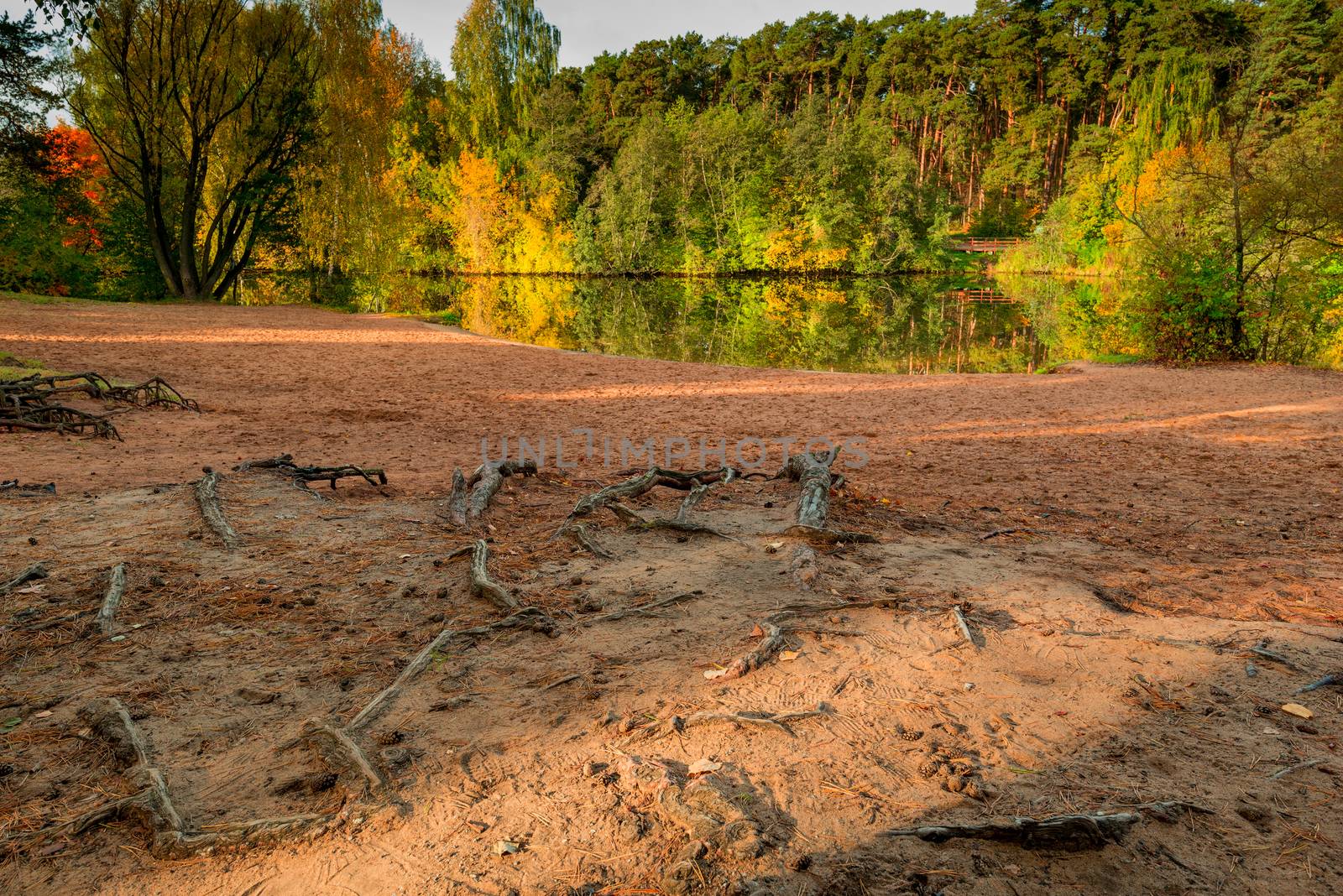 Lake shore, close-up roots of trees in the ground, autumn landsc by kosmsos111