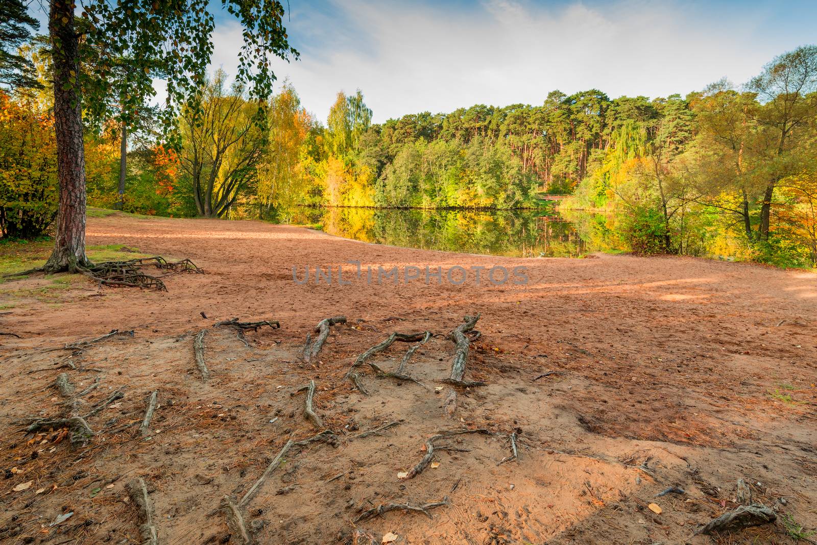 autumn landscape, shore of a lake, close-up tree roots in the gr by kosmsos111