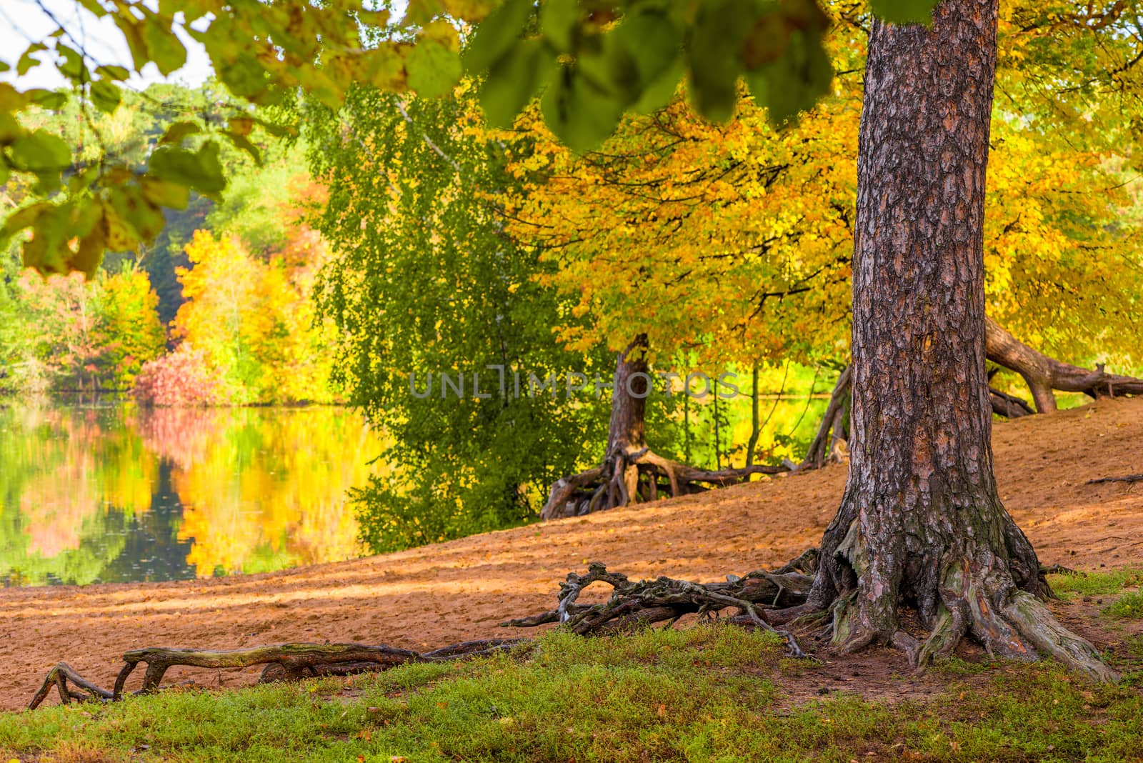 A picturesque autumn landscape in the city park, a view of the lake and trees