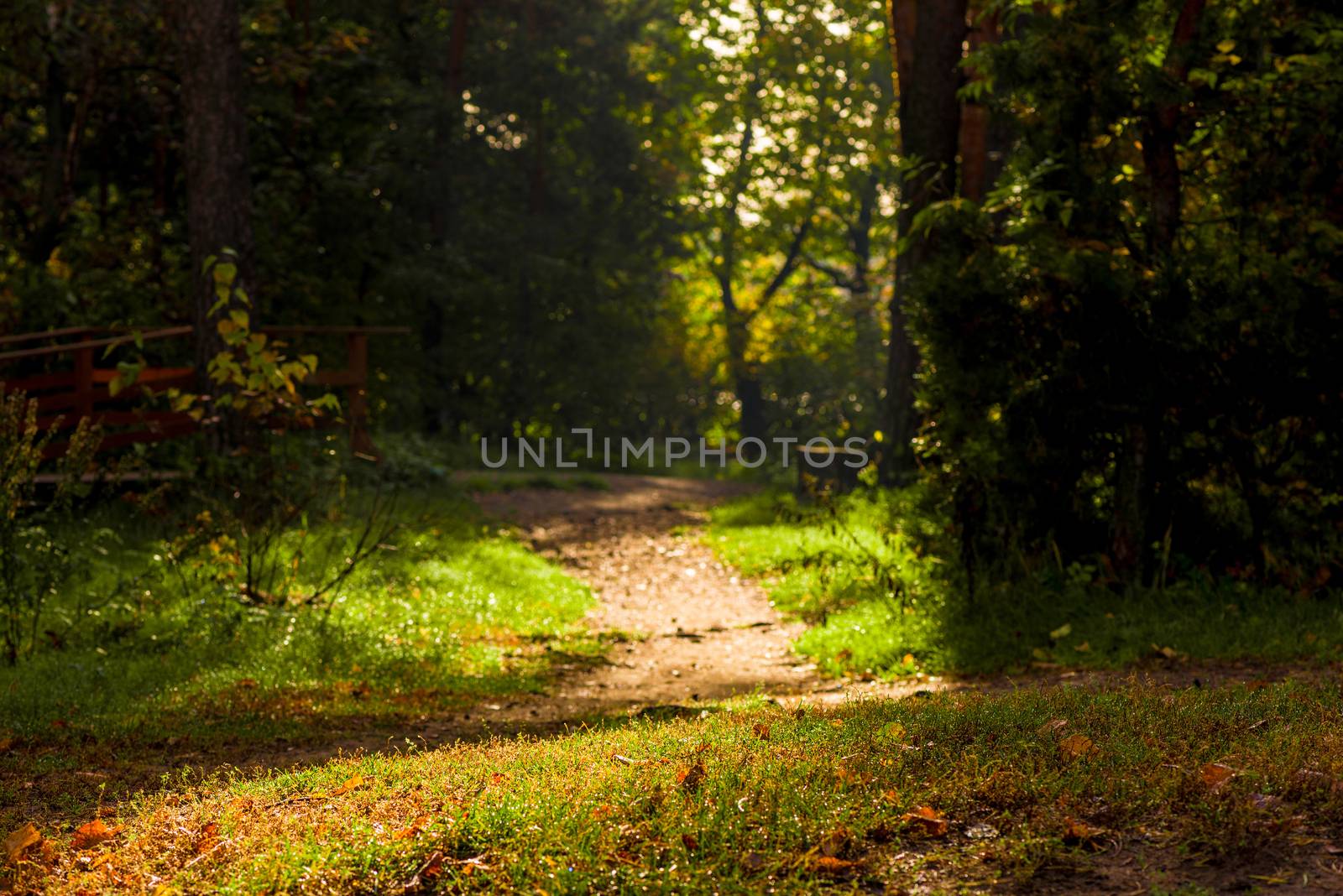 dark gloomy landscape - a forest path in the autumn forest