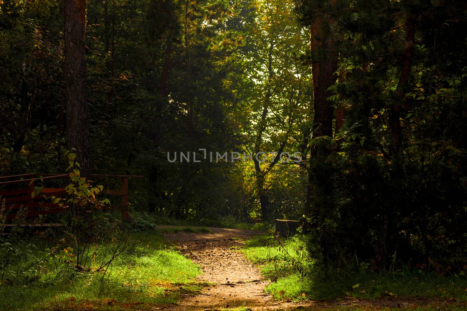 Dark forest with a path, a gloomy autumn landscape