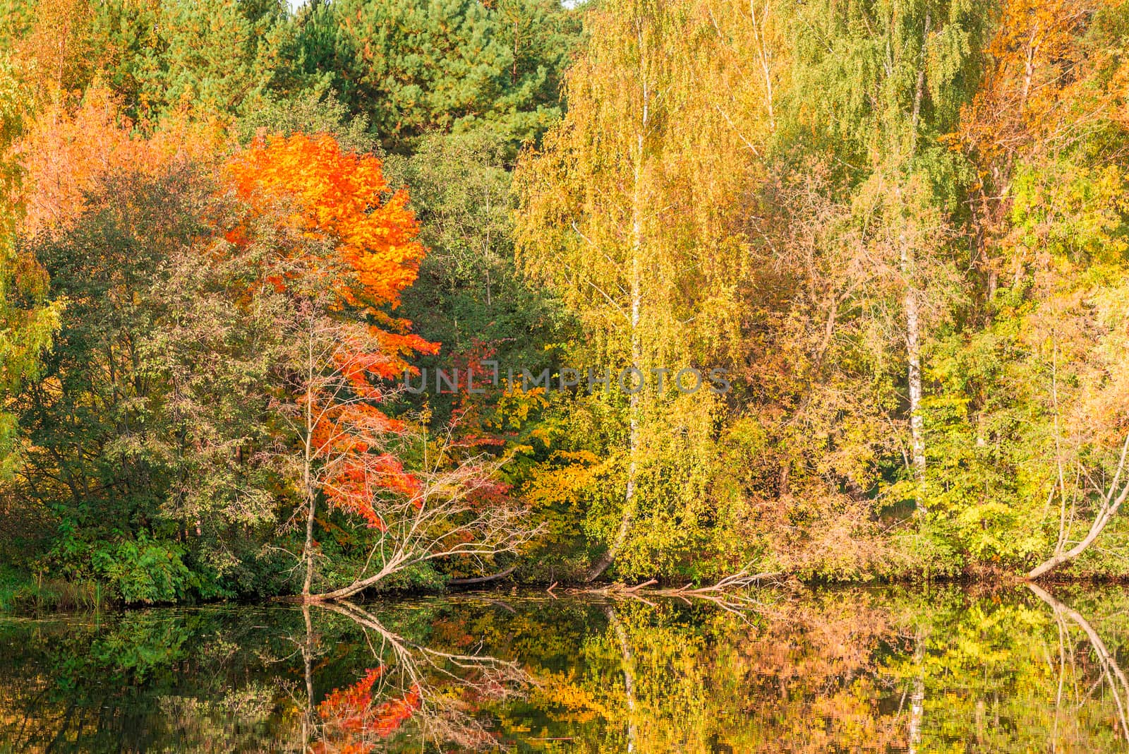 Beautiful bright autumn trees near the lake in the park, scenic by kosmsos111