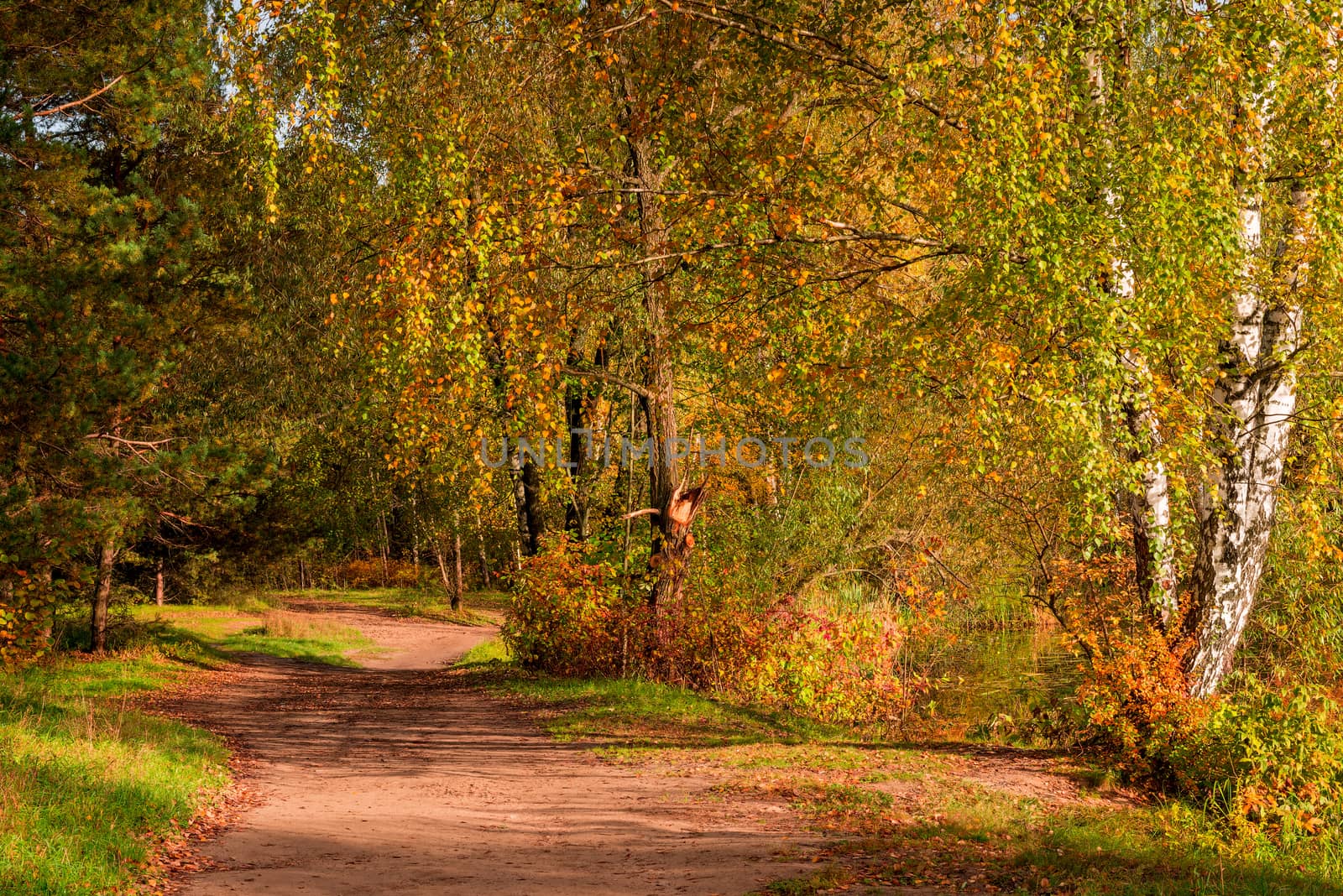 Sunny autumn day, view of the path in the forest, yellowed trees by kosmsos111