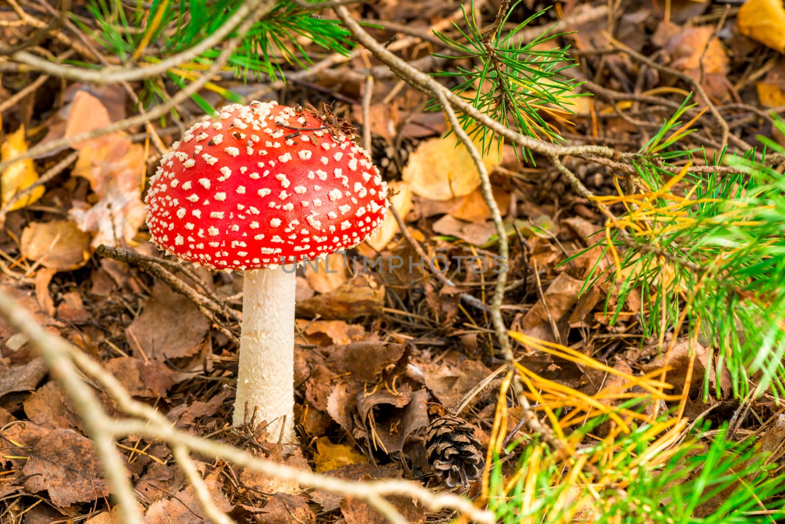 Close-up of a beautiful and poisonous mushroom amanita in the fo by kosmsos111