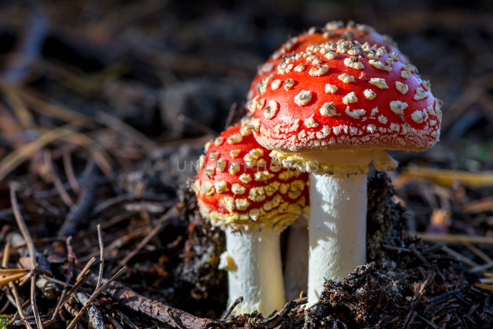 Two amanita mushrooms with white dots close-up in the forest