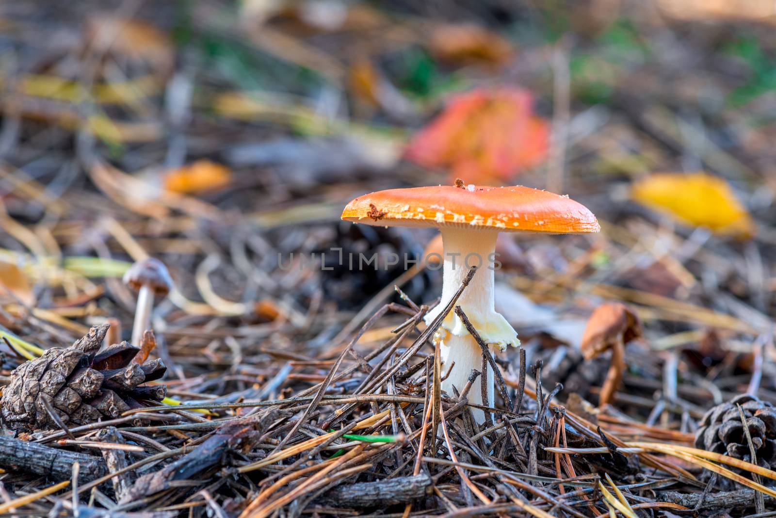 Mushroom fly agaric in the woods close-up - a dangerous poisonous mushroom