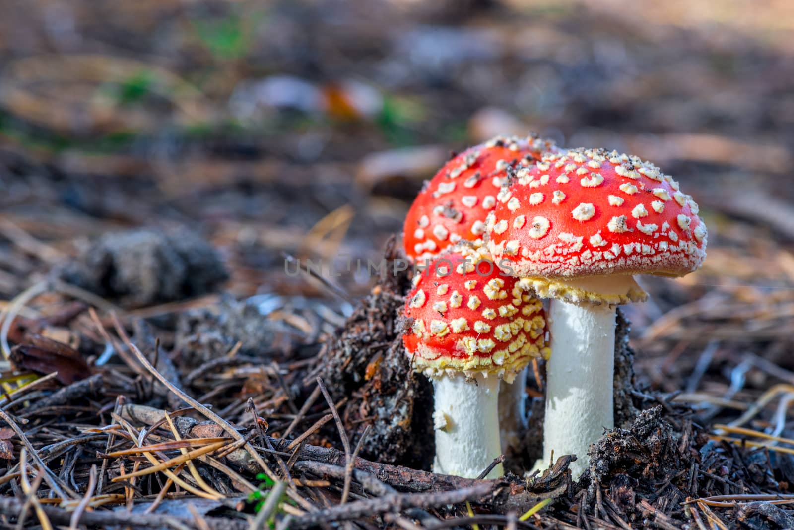 Three fly agarics on a forest cannon close-up