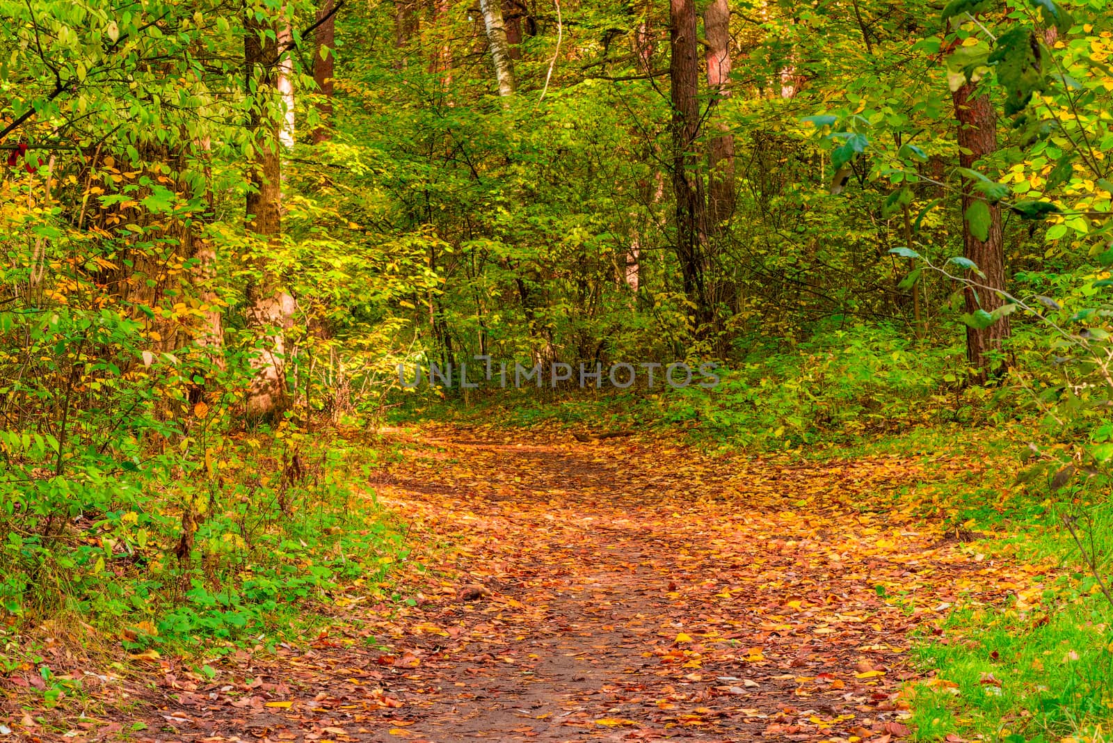 Forest path covered with yellow autumn leaves in September by kosmsos111