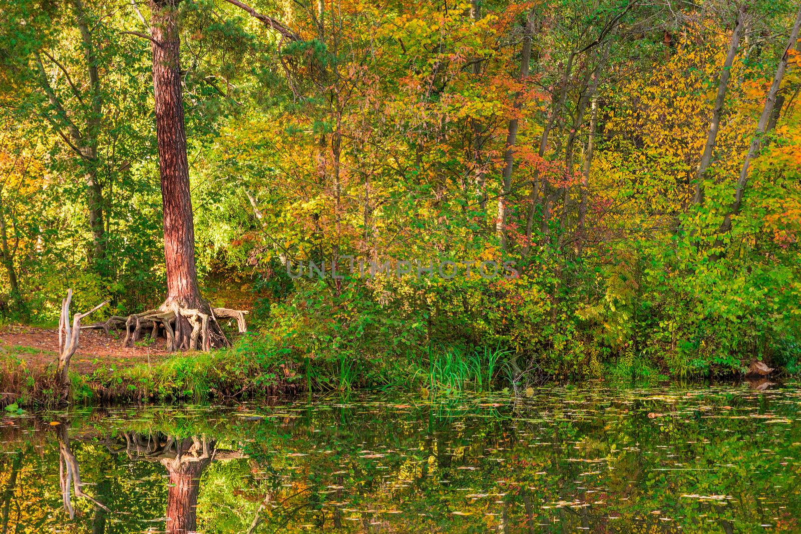 Swamp in the forest, autumn forest scenic landscape