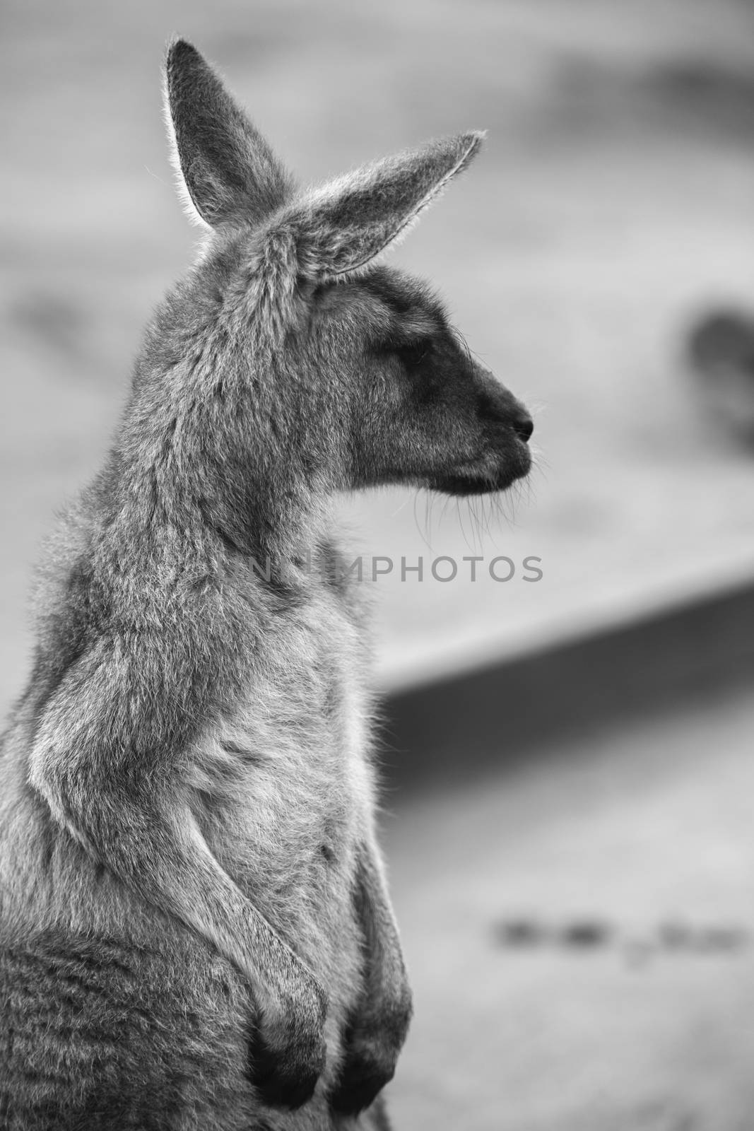 Kangaroo outside during the day. by artistrobd