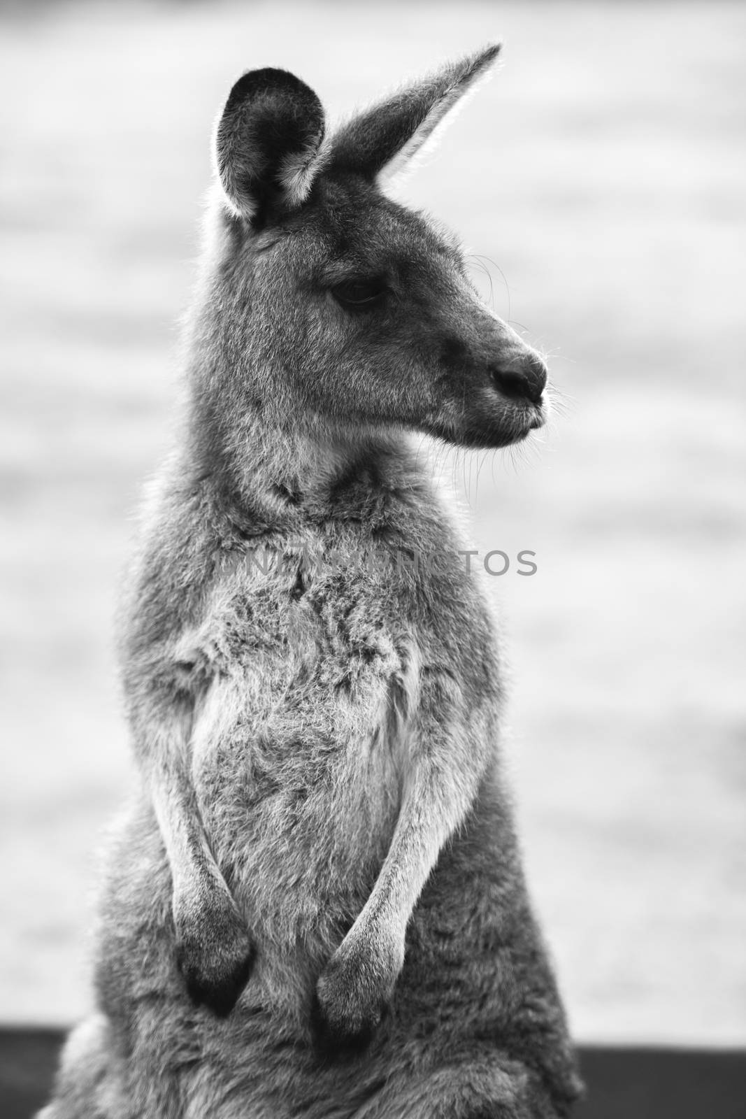 Kangaroo outside during the day. by artistrobd