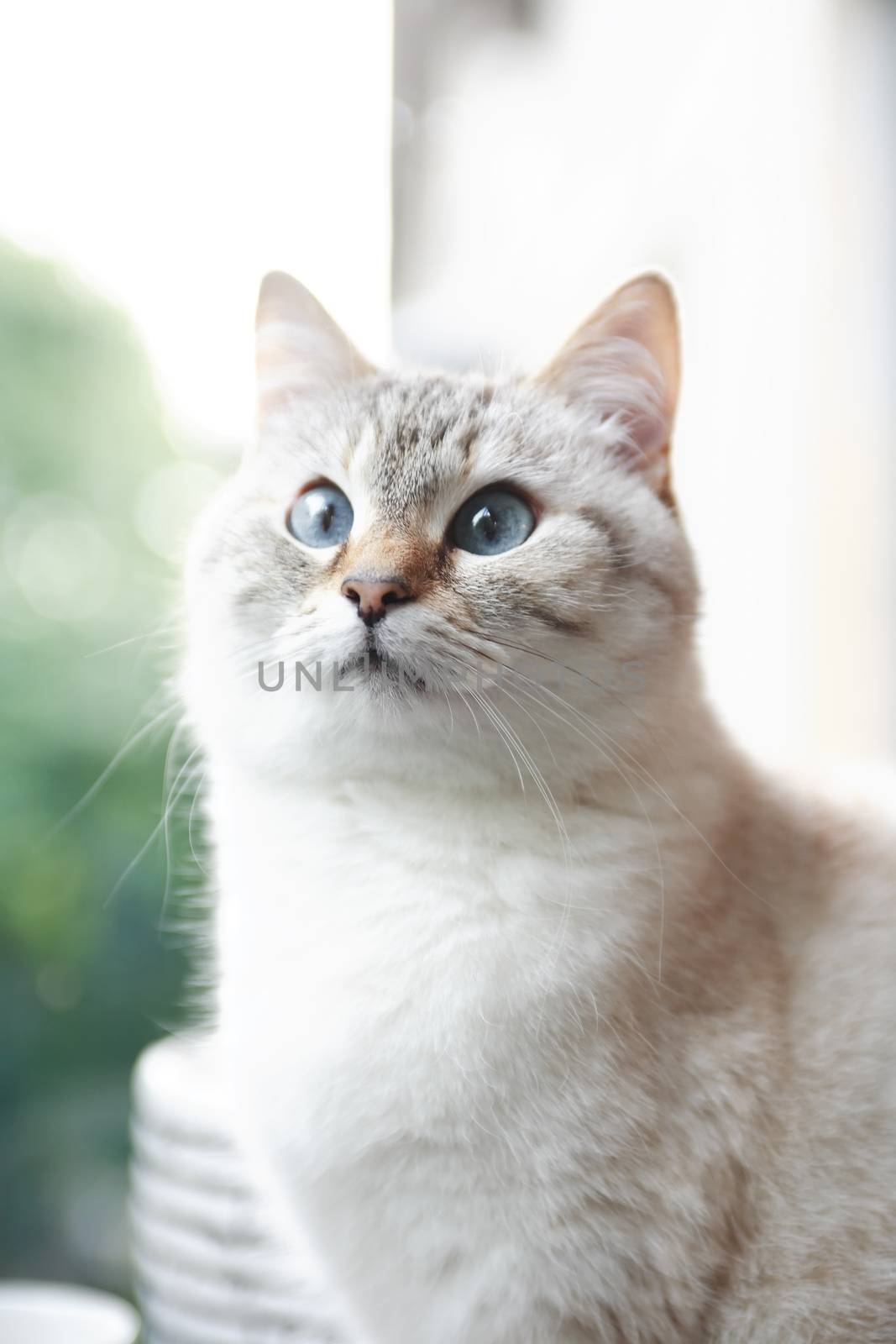 Beautiful domestic gray cat closeup portrait against blur background