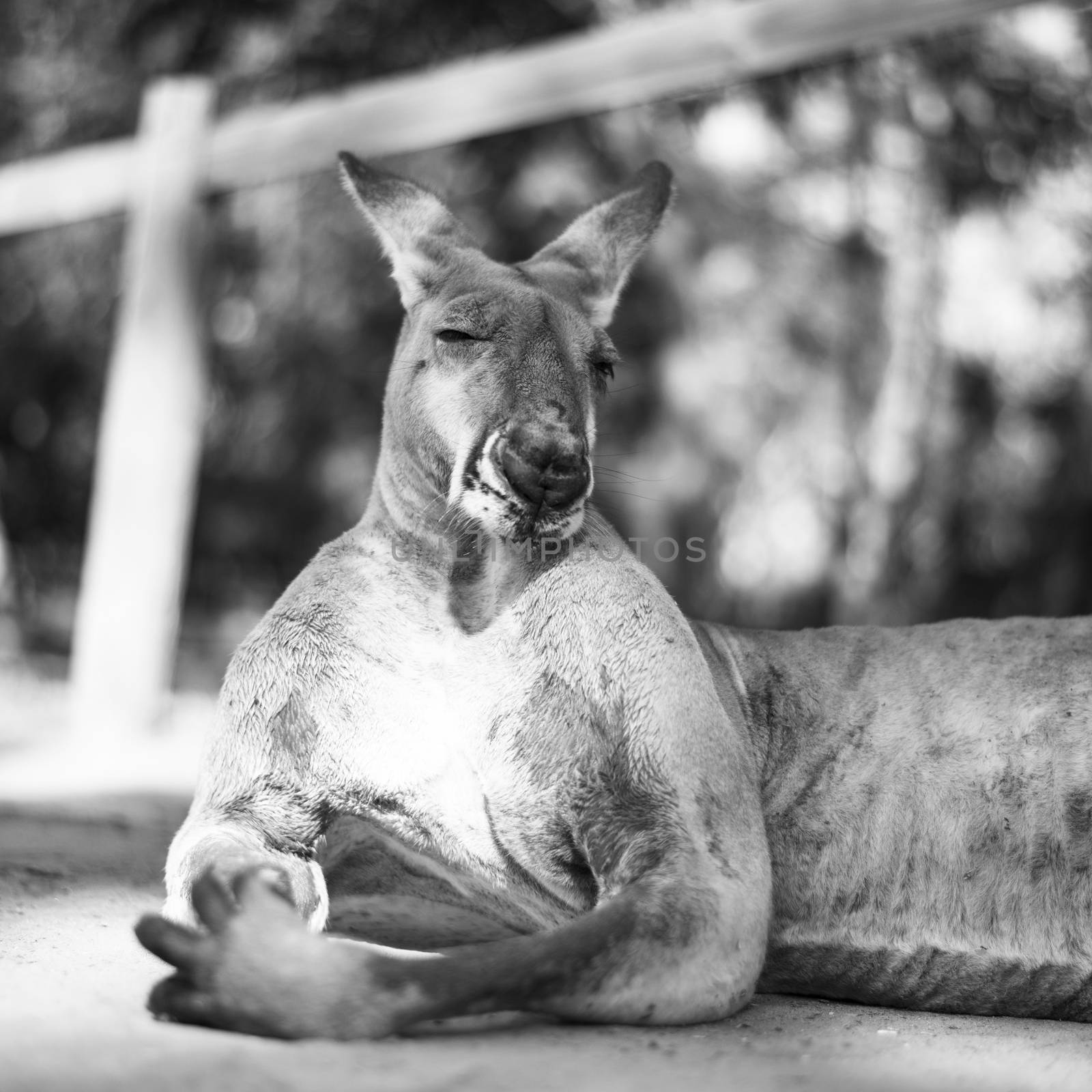 Kangaroo outside during the day. by artistrobd