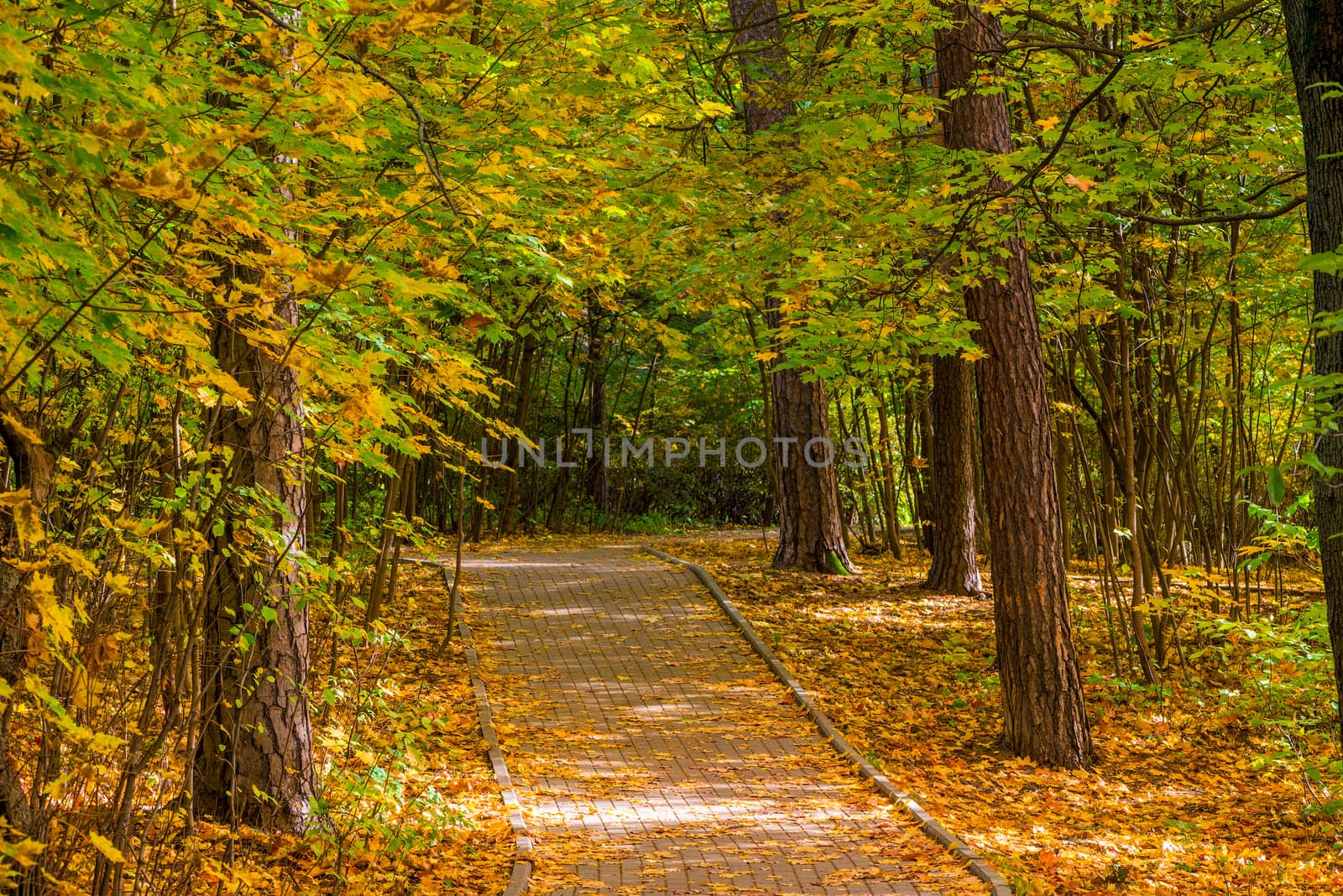 A trail for tourists in the autumn city park, landscape