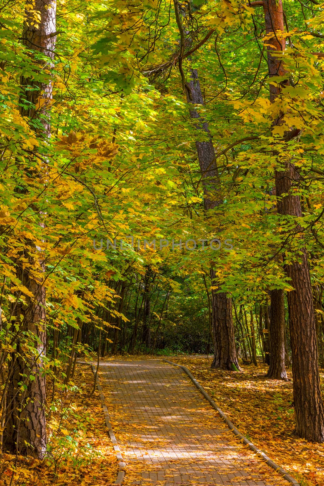 Vertical picture of an autumn landscape in a city park