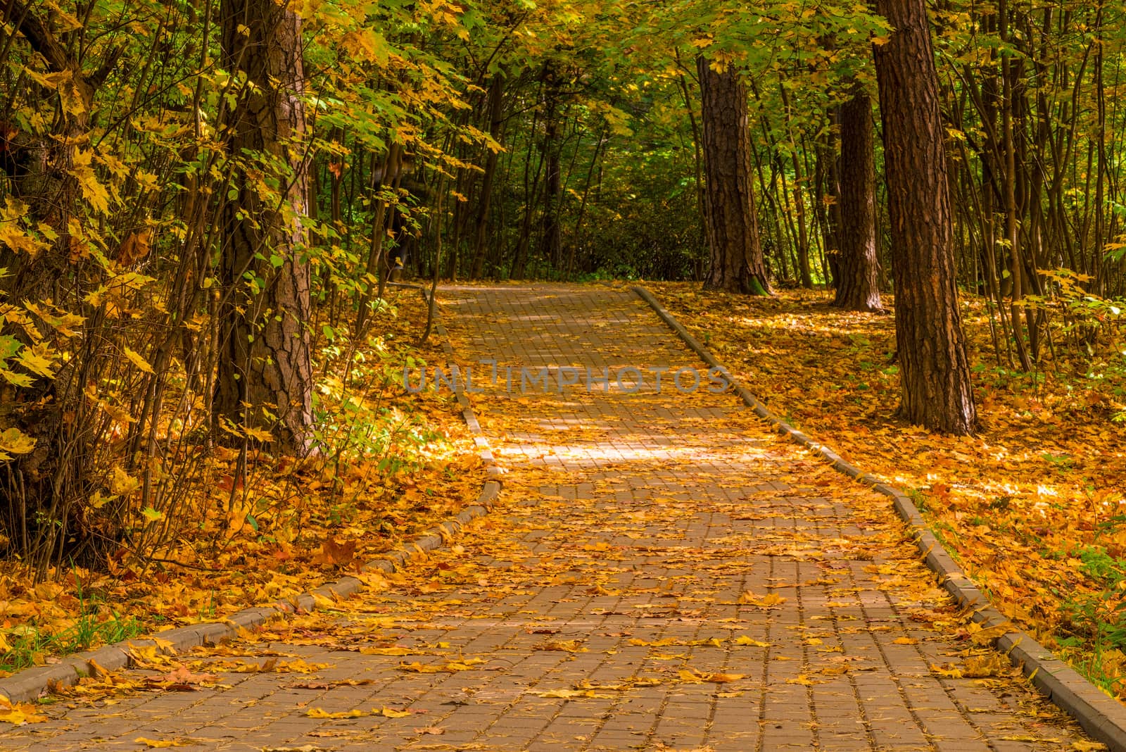 Horizontal photo of an autumn landscape in a city park