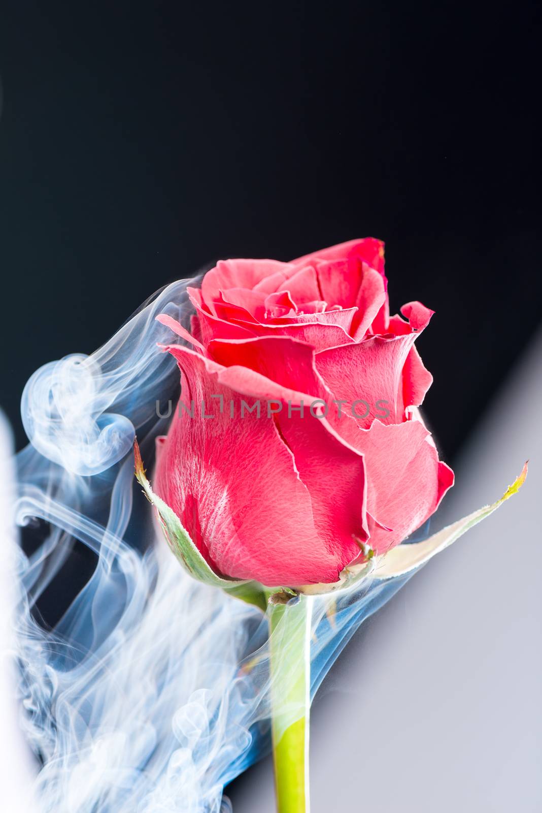 Red beautiful frozen with liquid nitrogen rose on black backgrou by kosmsos111