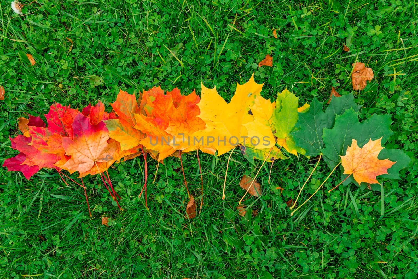 Red, yellow and green leaves of a maple lined in a row on the gr by kosmsos111