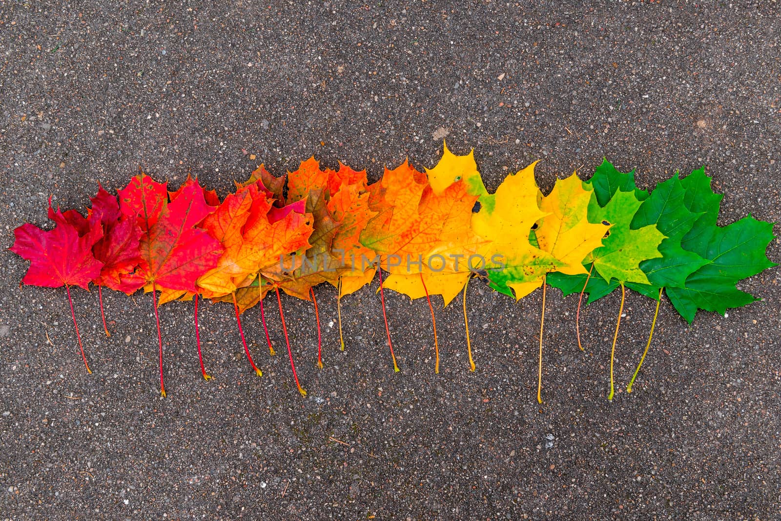 Beautiful colorful autumn maple leaves on the asphalt in a row by kosmsos111