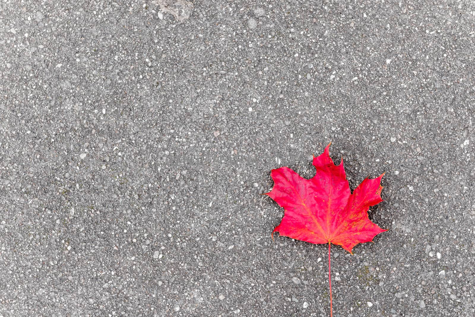 Lonely red maple leaf on asphalt in autumn, space for inscription on the left