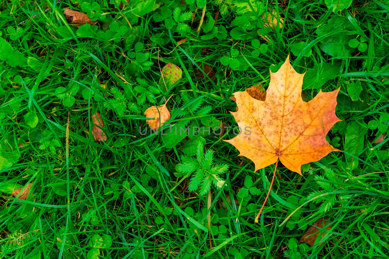 Yellow maple leaf on grass close-up view from above by kosmsos111