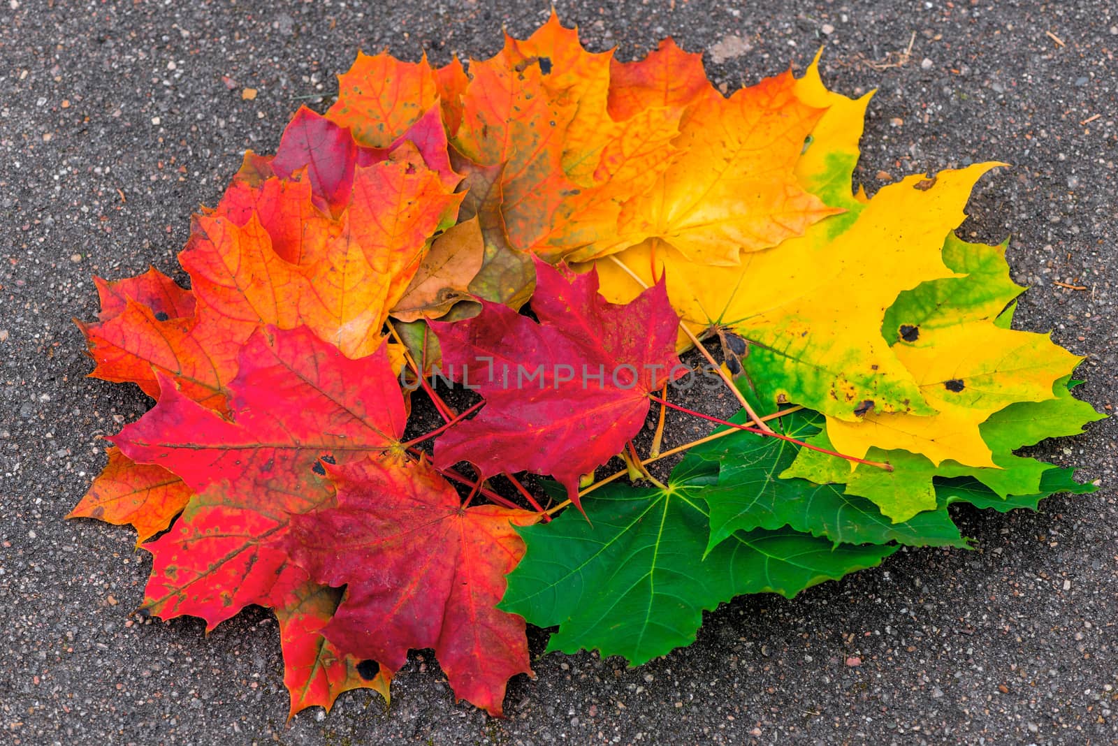 Beautiful leaves of a maple heap on the asphalt, autumn nature